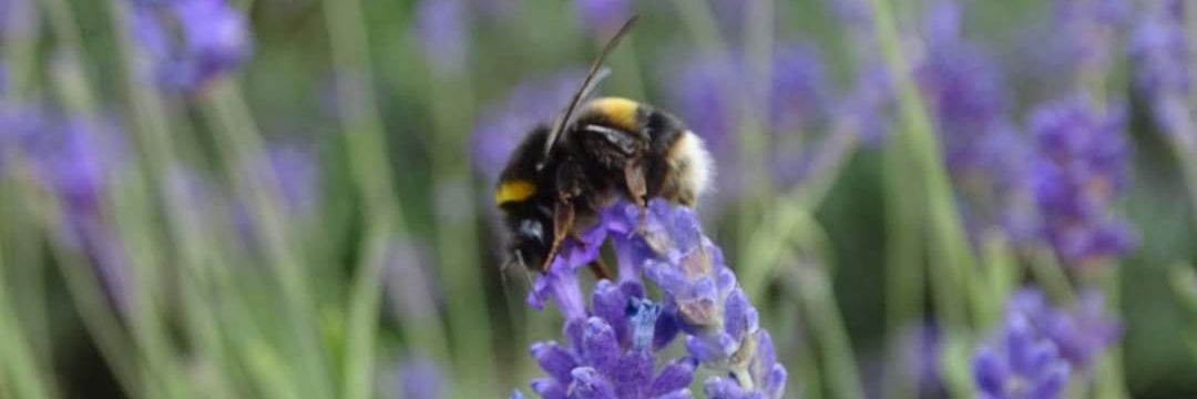 Abigail Sayell banner