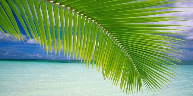 yesimkaynar_'s profile banner image