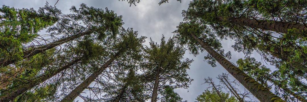 LynVeronn's profile banner image