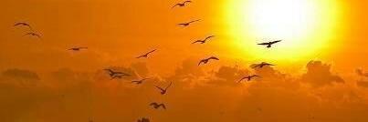 Amol Kankariya banner