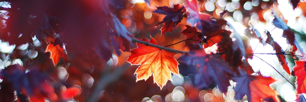 fallb0rn banner