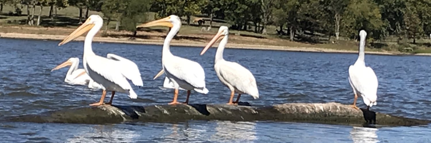 StegallCindy's profile banner image