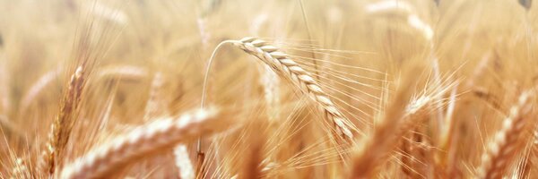 Profercy Profile Banner