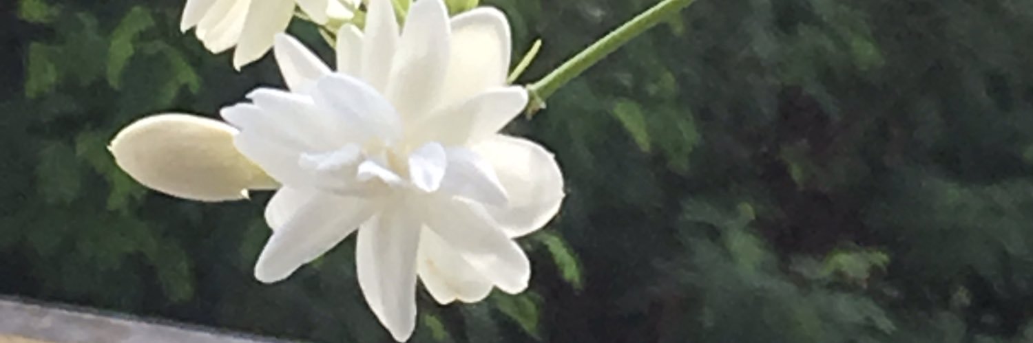 Shal2911's profile banner image
