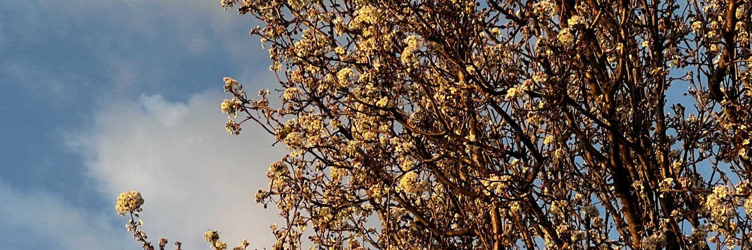hannhanson's profile banner image