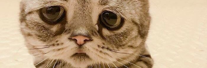 gnwndoni's profile banner image
