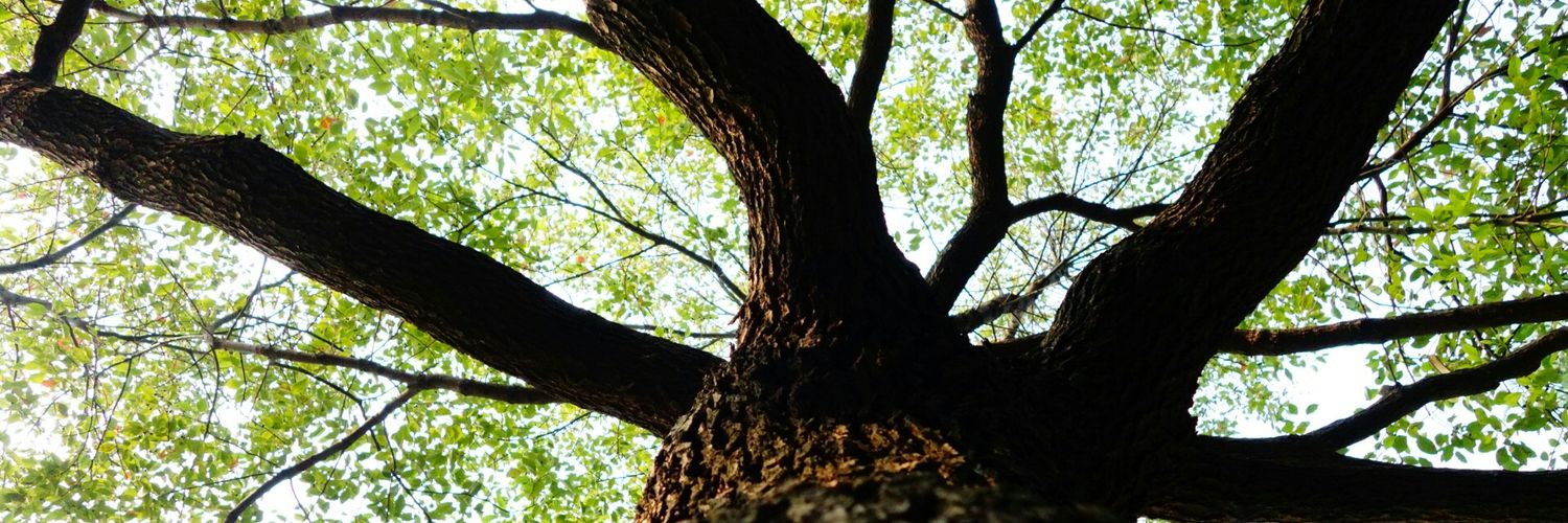 TangleiTony's profile banner image
