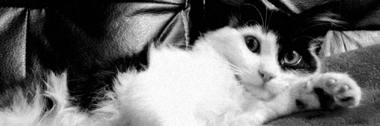 🍃 banner