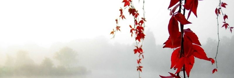 roseaaa11's profile banner image