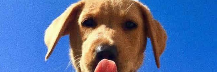 _GrammarPolice0's profile banner image