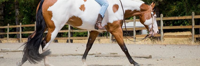 SassyHorses's profile banner image