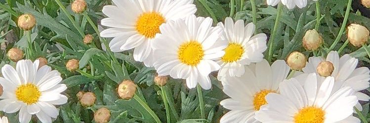 memieww_'s profile banner image