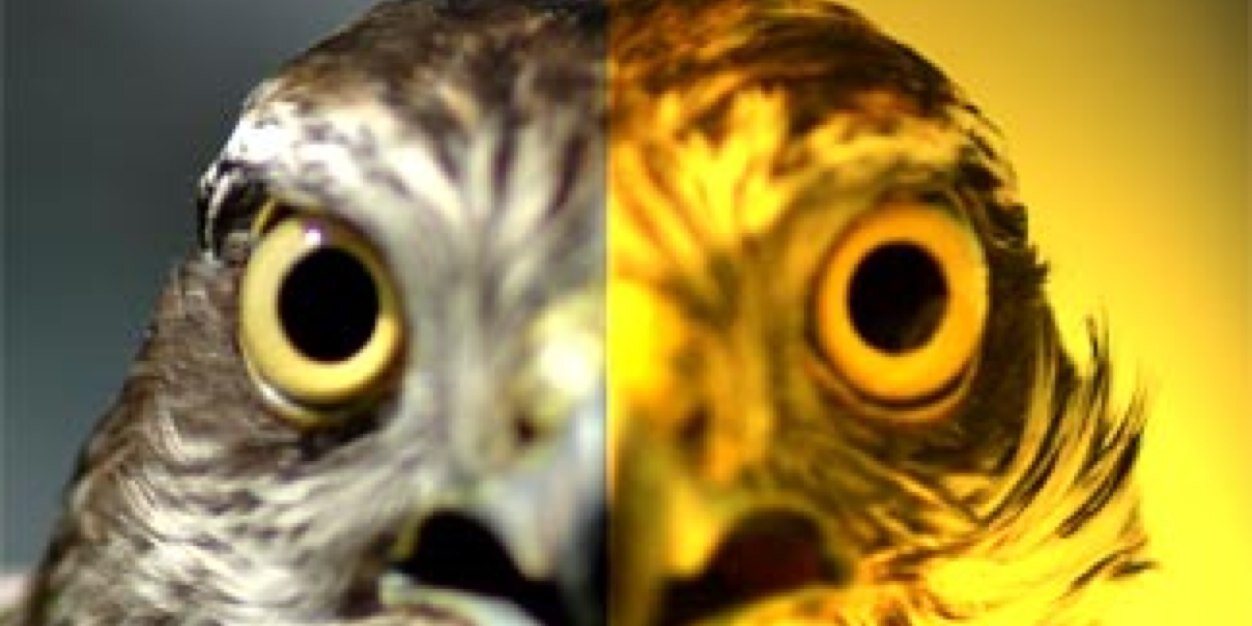 cgtyselimoglu's profile banner image