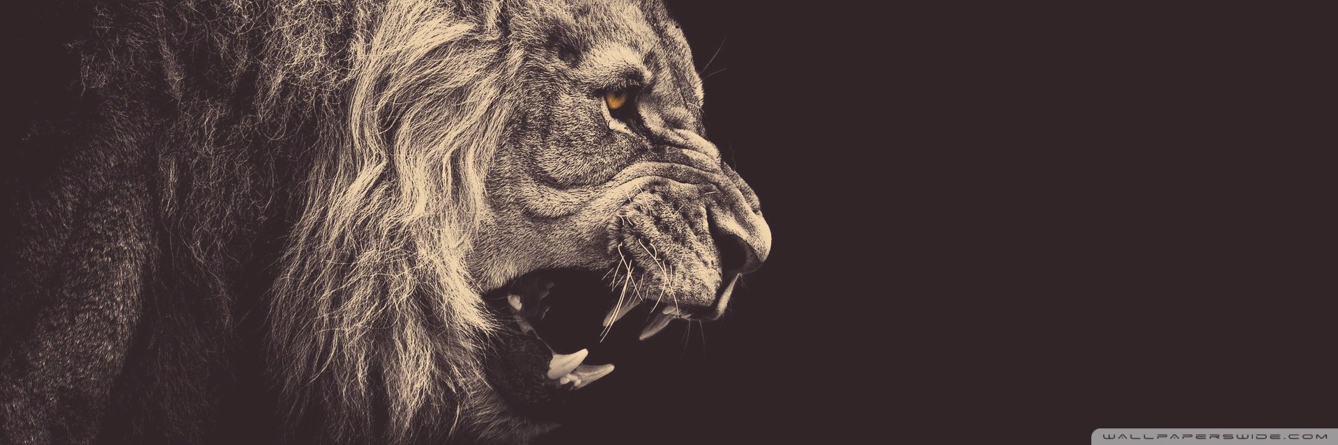 TheTalentRoar's profile banner image