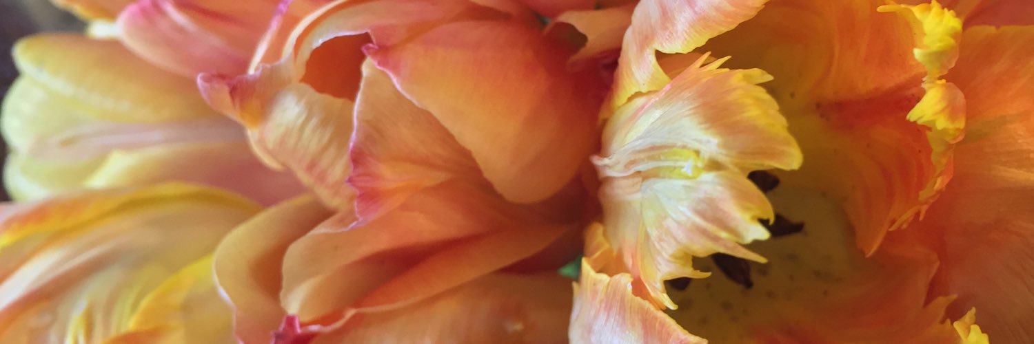 ginalilycooper's profile banner image