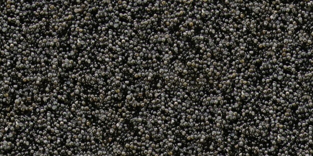ClubCaviar's profile banner image