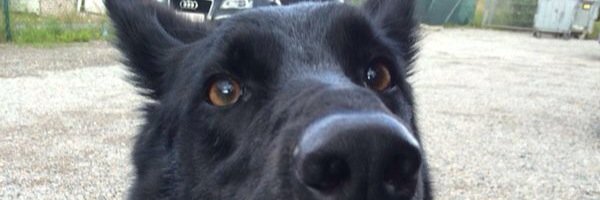 GoossensJulie's profile banner image