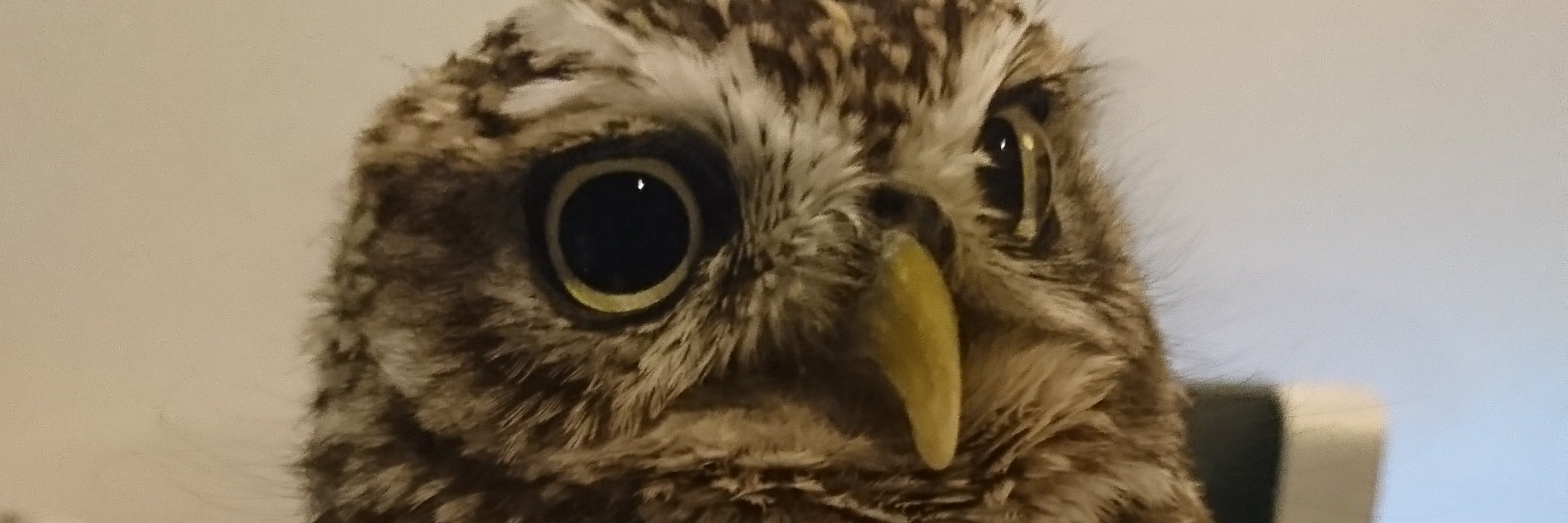 asahirot's profile banner image