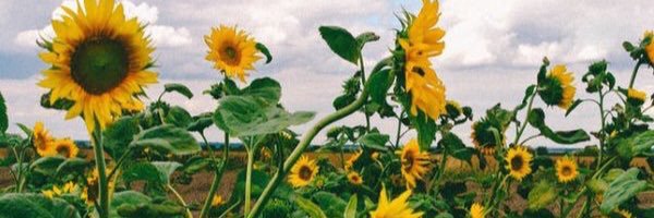 brookkki's profile banner image