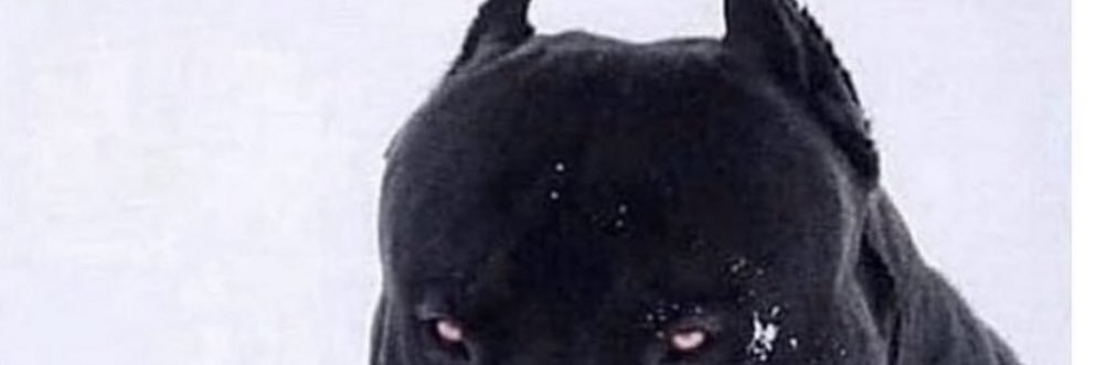 B H A M P T O N banner