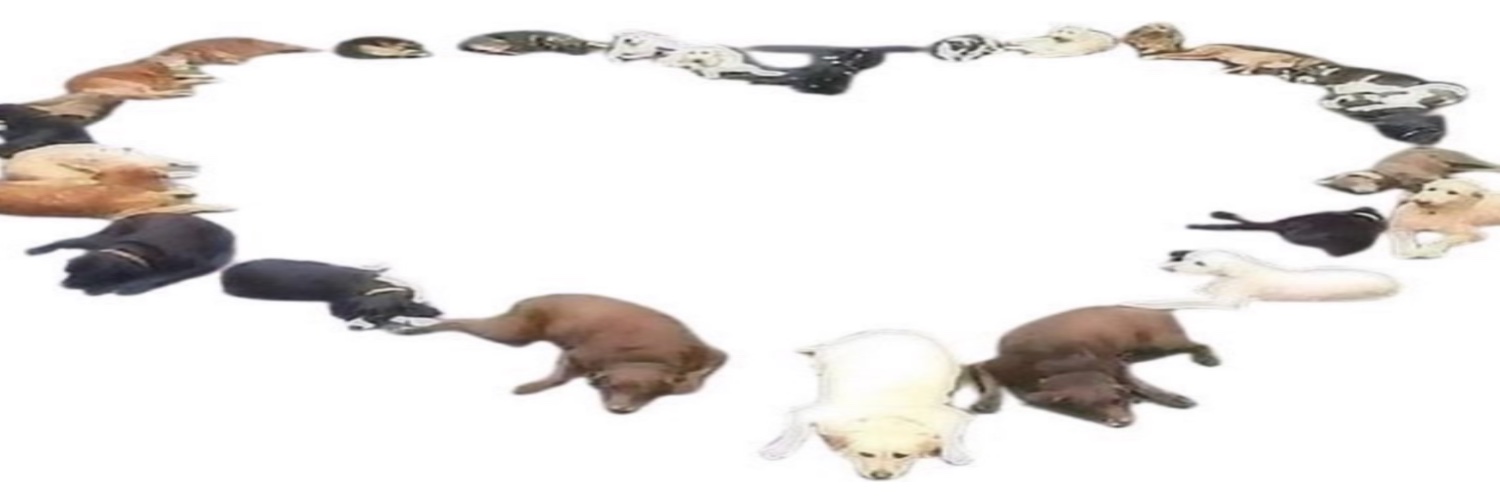 nickdezani's profile banner image