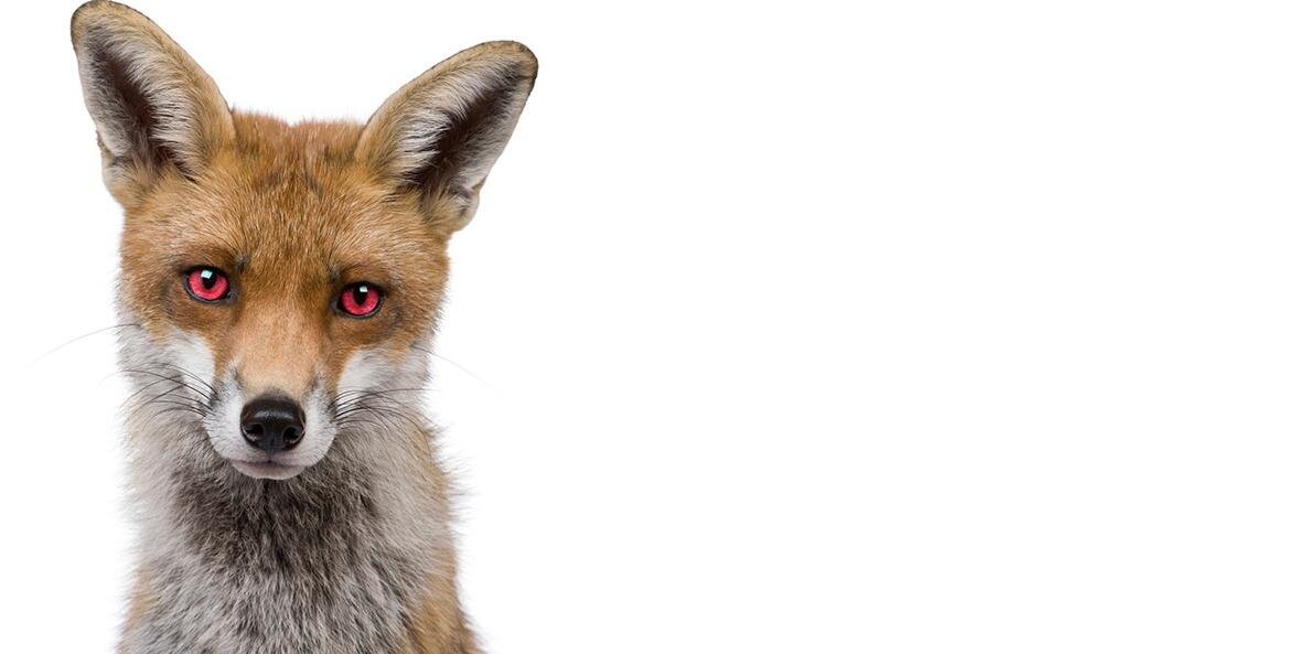 FoxDevilFilms's profile banner image