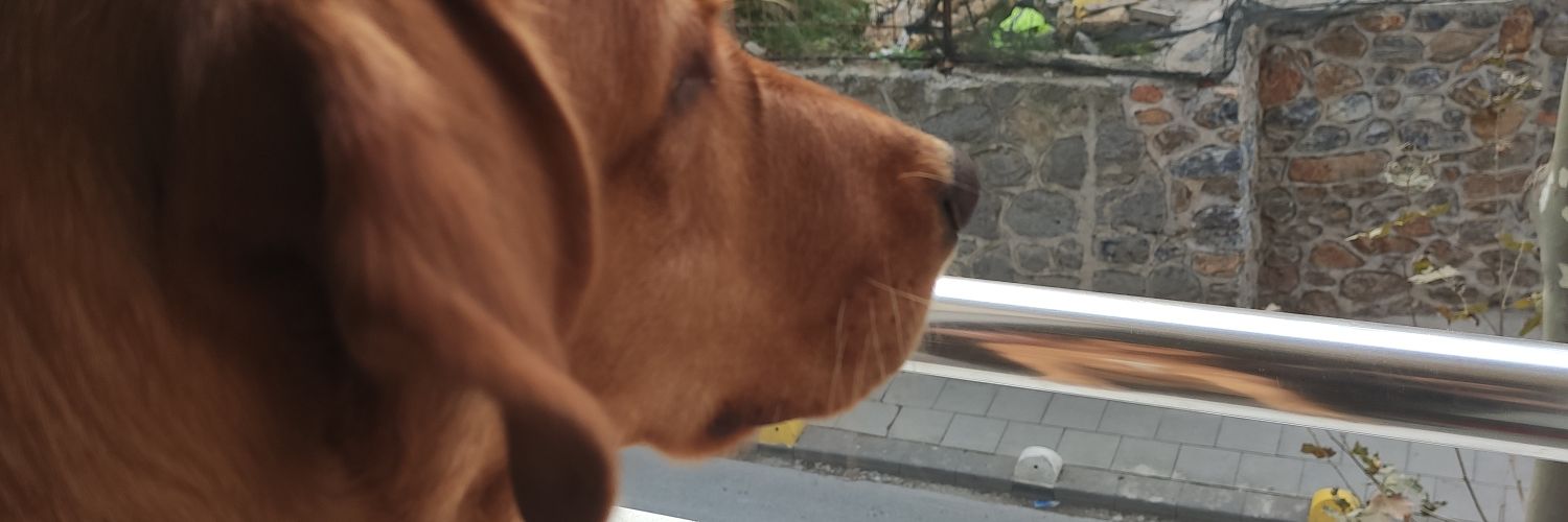 alihuseynz's profile banner image
