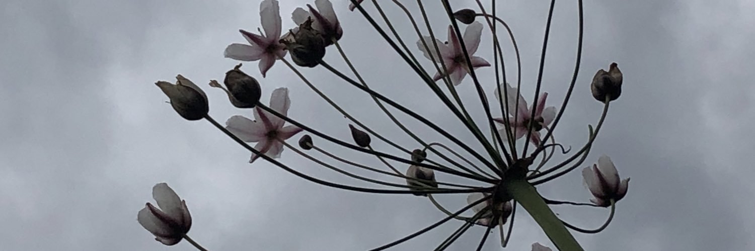 _trees's profile banner image