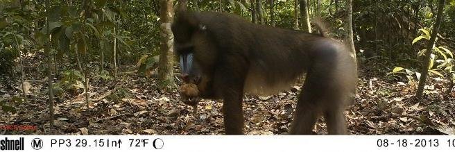 WCS Gabon Program banner