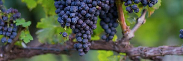 Burntshirt Profile Banner