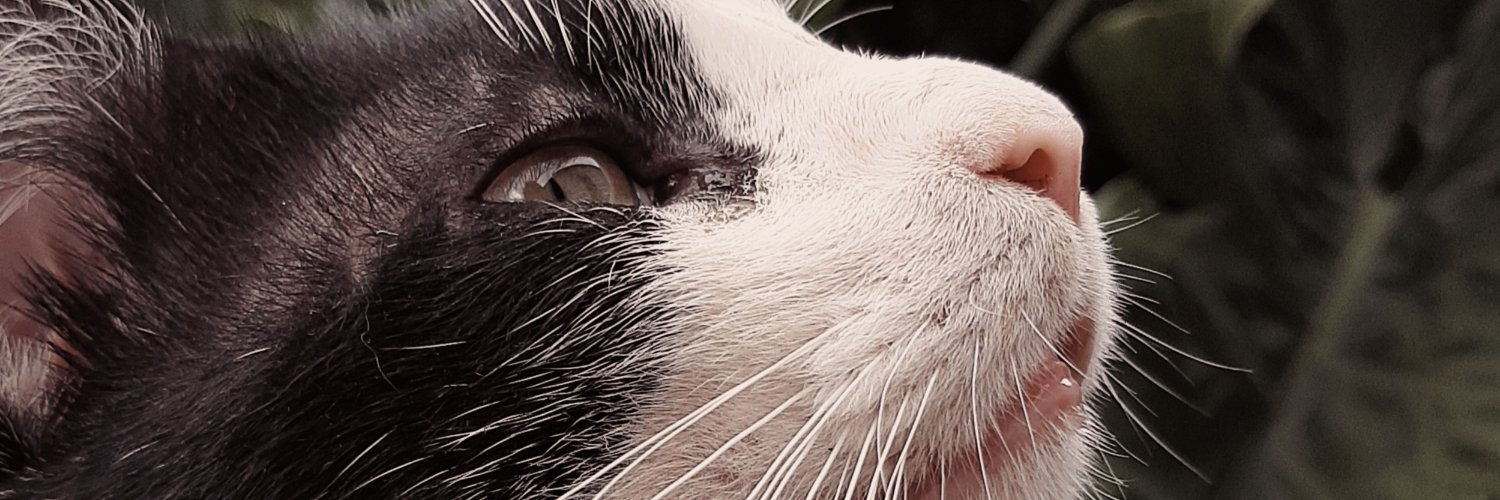 roacostatapia's profile banner image