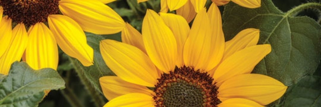 lynnzi09's profile banner image