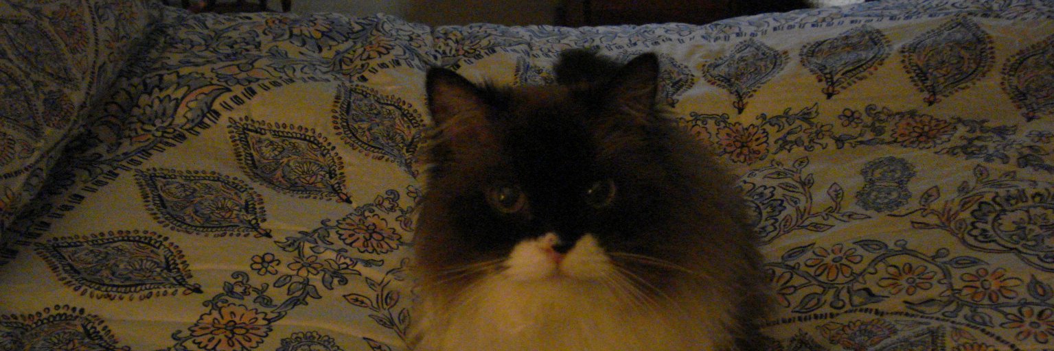 SashaBest Kitty banner