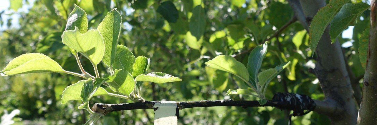SHFoodForest's profile banner image