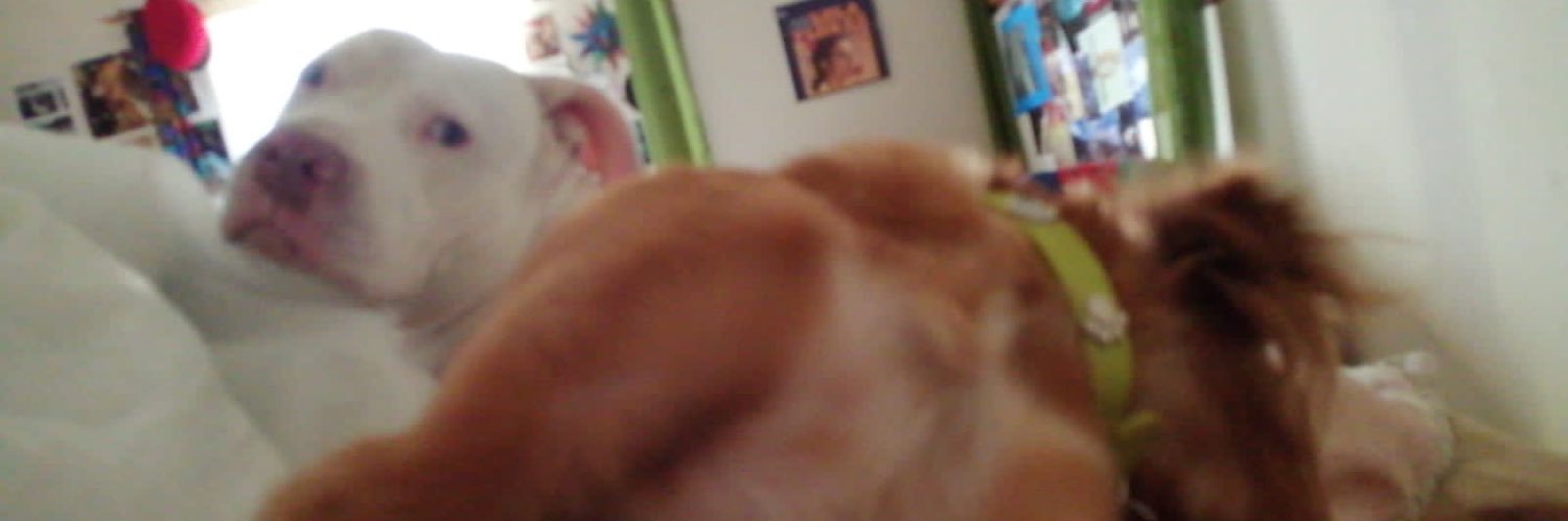 dario_like's profile banner image