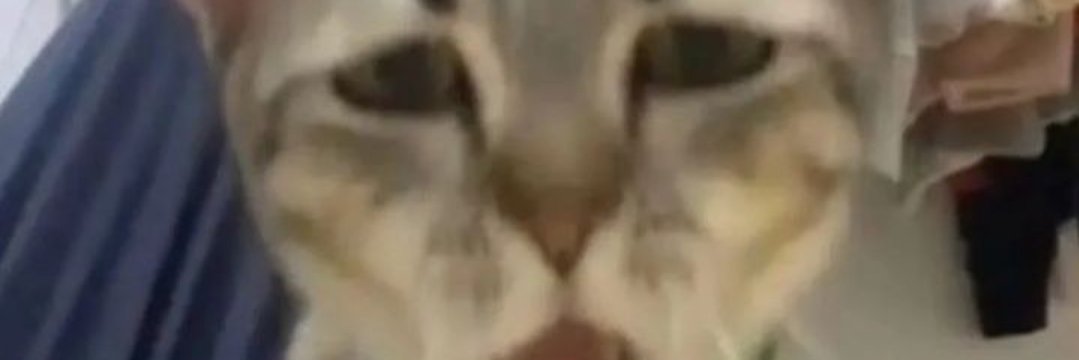 SooshidaShark's profile banner image