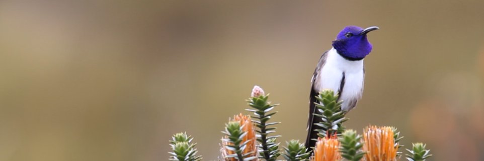 Fernanda G. Duque banner