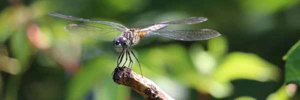 CThorntonRI Profile Banner