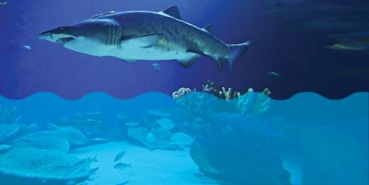 StAugAquarium's profile banner image