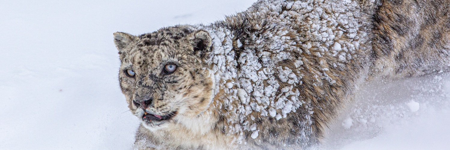 Ismail Shariff banner