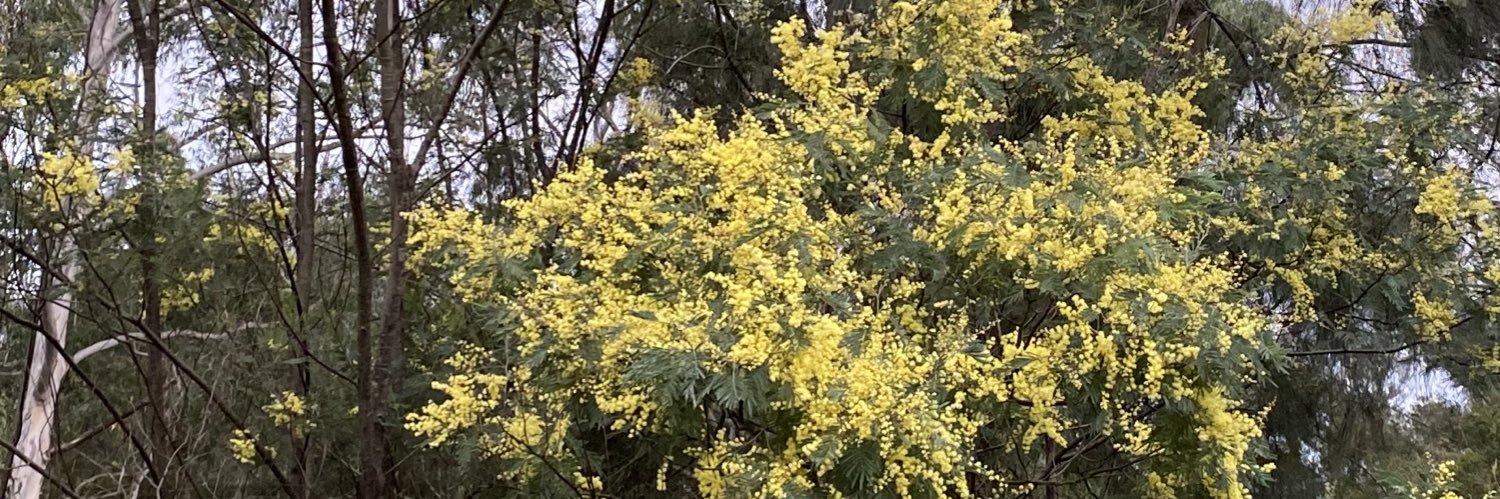 Lyn Bender❤️‍🩹 🍉 banner