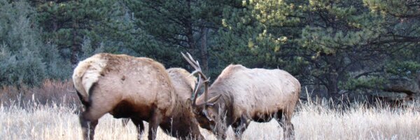 dorisatkinson Profile Banner