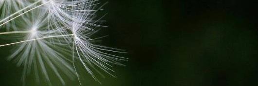 sebienestar's profile banner image