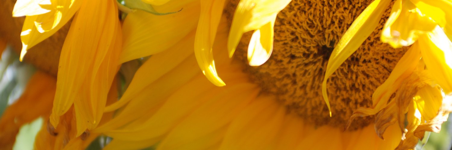 sam (DM me for a bsky invite!) banner