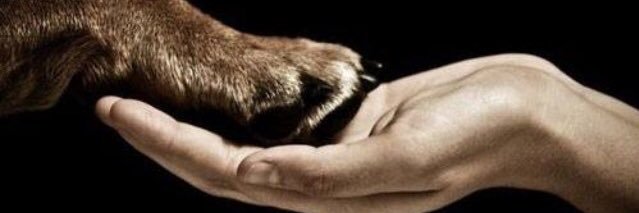 Tginagallina's profile banner image