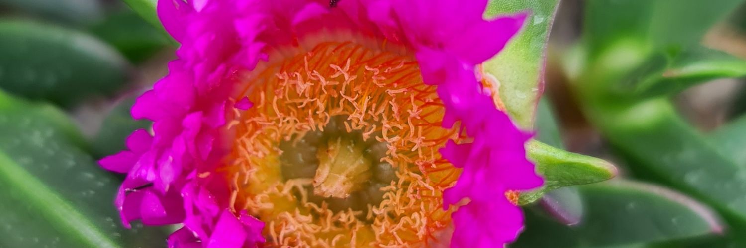 DepletedDonut's profile banner image