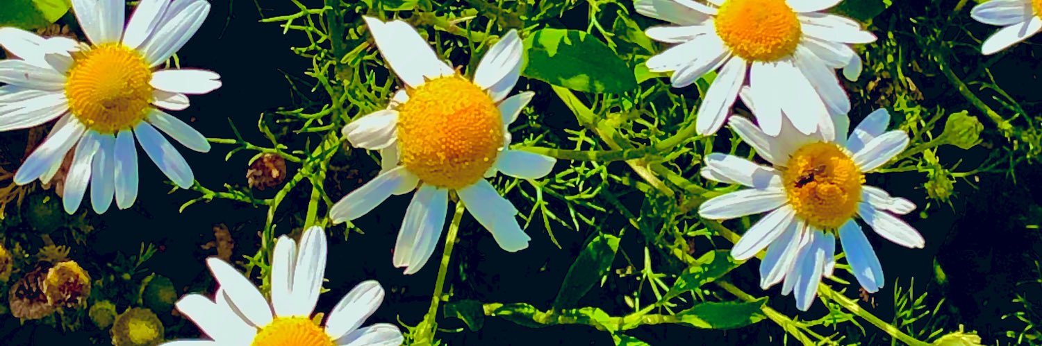 SimmondsMb's profile banner image