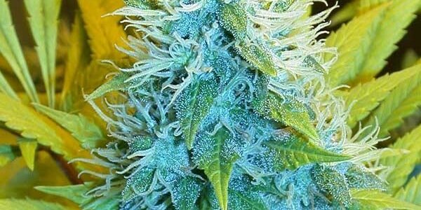 iHigh123's profile banner image
