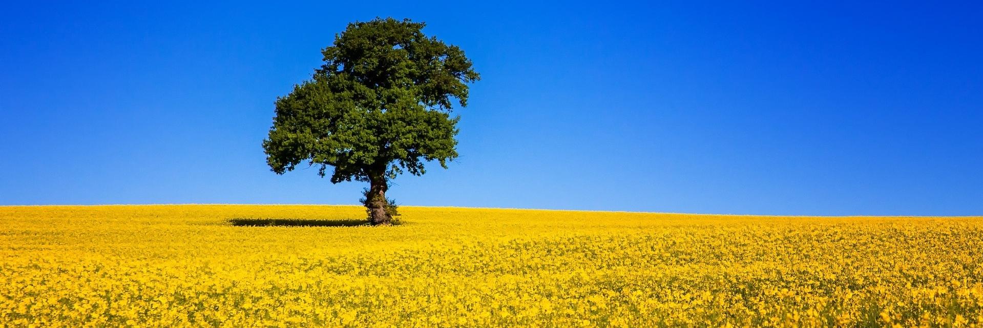 vik_lesiuk's profile banner image