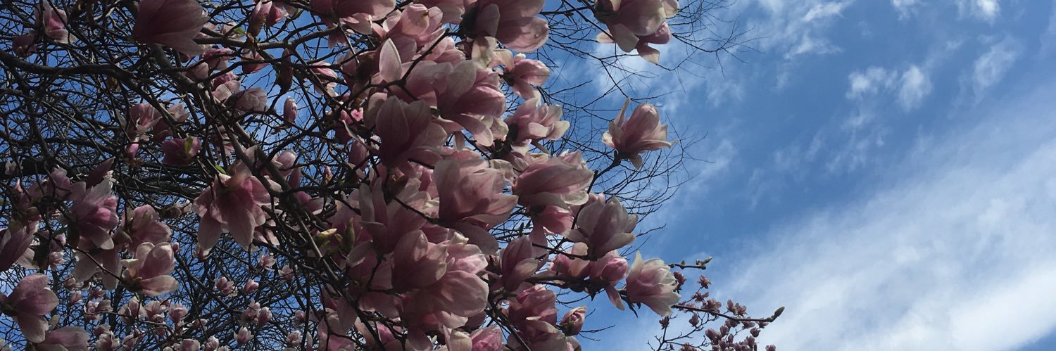 Ashley Harrison banner